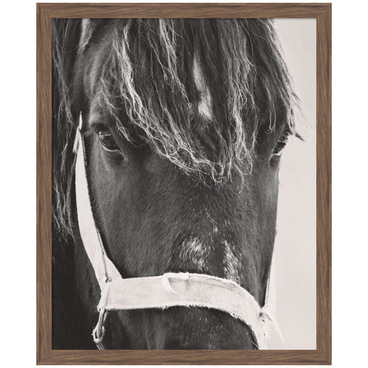 Black Horse by Emiko and Mark Franzen F2 Images Framed Wall Art Print